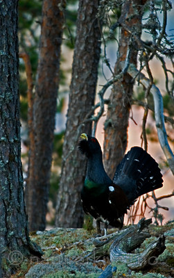 BB 05 0190 / Tetrao urogallus / Storfugl